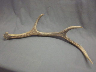 A large 3 point antler, 30"