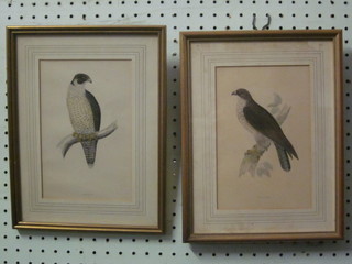7 various 19th Century coloured prints "Birds" 8" x 6"