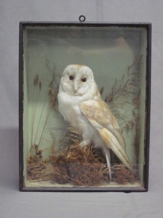 A Victorian stuffed and mounted owl contained in a glazed case