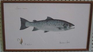 6 limited edition coloured prints "Freshwater Fish" 9 1/2" x 16"