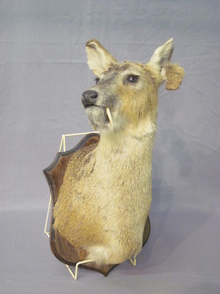 A stuffed and mounted male Chinese water deer  ILLUSTRATED