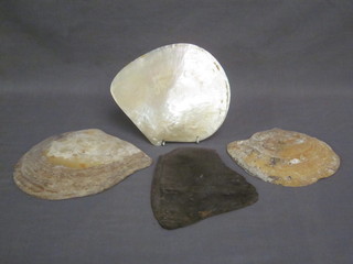 A section of turtle shell 10" and 3 pearl shells