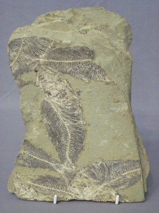A section of fossil 8"
