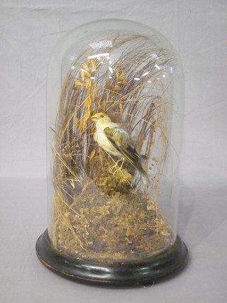 A "Victorian" stuffed and mounted yellow finch contained under  a glass dome  ILLUSTRATED