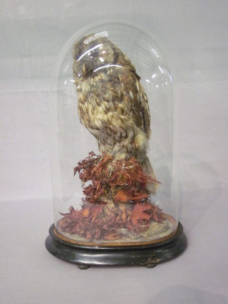 A Victorian stuffed and mounted owl, contained under a glass  dome  ILLUSTRATED