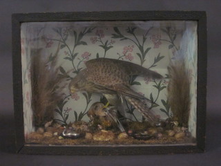 A Victorian stuffed and mounted Bird of Prey contained in a naturalistic case 14" x 20"