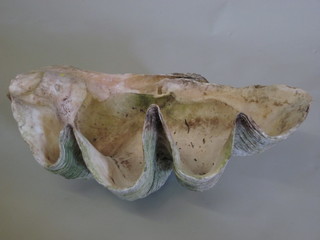A large Conch shell 29"