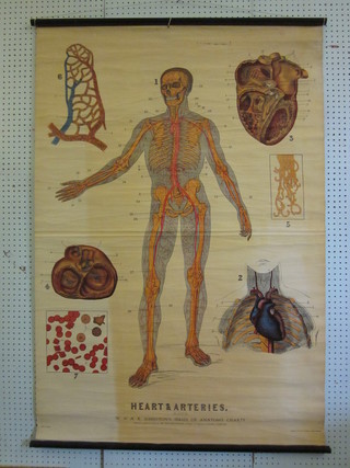 A W & A. K Johnson medical wall chart/diagram, Plate 2 - Anatomy Heart and Arteries
