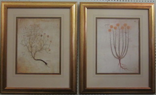 A set of 5 coloured prints "The Manuscript Collection Quintessa Art Collection" contained in gilt frames, 13" x 10"