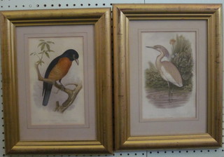 8 various Victorian coloured prints "Birds" 9" x 5 1/2" in gilt frames