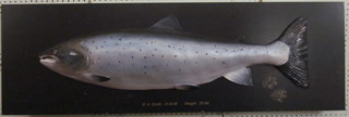 A modern fibre glass model of a Salmon marked R A Smith,  31-8-68 49"