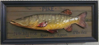 A reproduction wooden and fibre glass model of a pike 44"