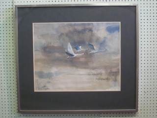 Watercolour drawing "Swans in Flight" 15" x 19"