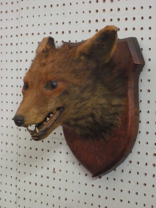 A stuffed and mounted foxes mask