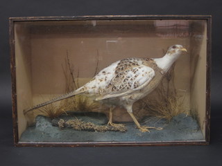 A stuffed and mounted pheasant, contained in a display cabinet 23"