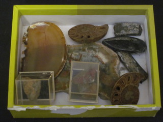 A small collection of geological specimens