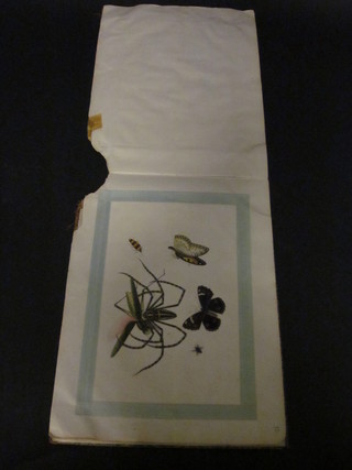 An album of various watercolours on rice paper "Insects"