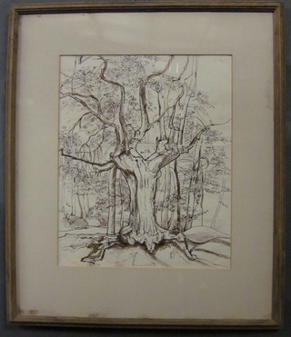 Pen and ink drawing "Study of a Tree" 11" x 10"