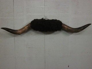 A pair of Buffalo horns, 58"