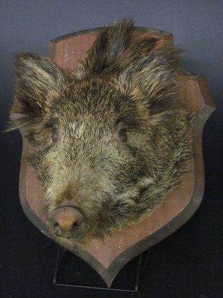 A stuffed and mounted Wild Boar's mask