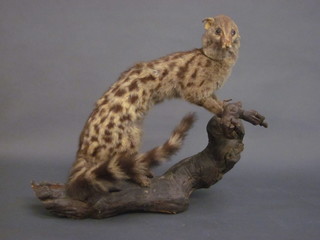 A stuffed and mounted European Polecat? 16"