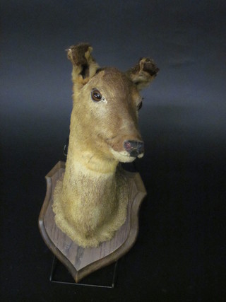 A stuffed and mounted "antelopes" head