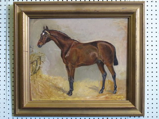 B Hope Evans, oil on board "Standing Bay Horse" 14" x 16", signed and dated '96