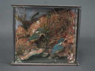 A pair of Victorian stuffed and mounted King Fishers contained  in a rectangular glazed case 14"