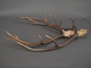 2 pairs of deers antlers, 1 marked 1902