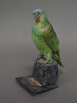 A stuffed and mounted green parrot 13"