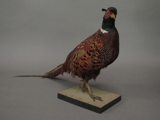 A stuffed and mounted cock pheasant