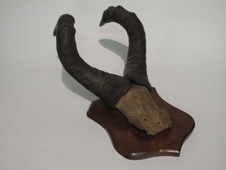 A pair of mounted Bison horns