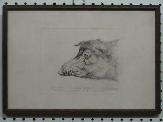 Lewis, an etching of a "German Boar's Head" 5" x 6"
