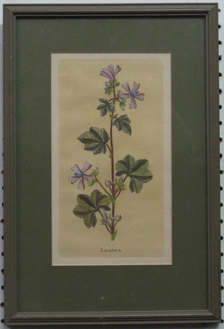 A coloured print "Lavatera" 9" x 5"