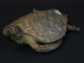 A stuffed and mounted Turtle 15"