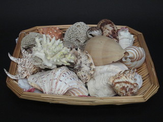 A collection of various sea shells