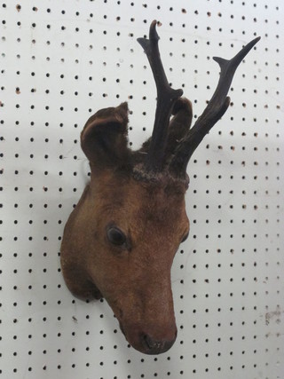 A stuffed and mounted roe deers head