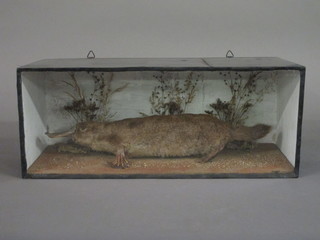 A stuffed and mounted Duckbill Platypus, contained in a rectangular metal case, the reverse with illegible label 20"   ILLUSTRATED