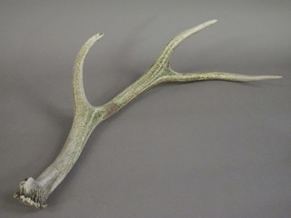 A large section of antler 31"