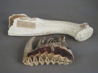 A Megaceros Giganteus Blunembach antler together with a large tooth 7"