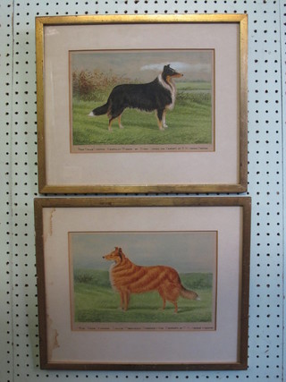 A Stephenson, a pair of watercolour drawings "Prize Winning  Collies" dated 1897 7" x 10"