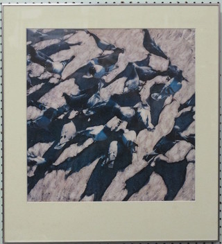 Hans Hoefer, photoworks, "Study of Birds" 16" x 15"