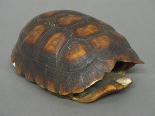 A tortoise shell 8"