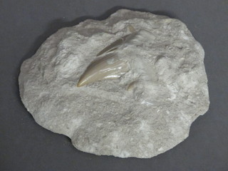 A shark's tooth? fossil 5"