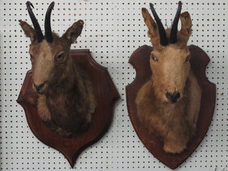 A pair of stuffed and mounted Chamois
