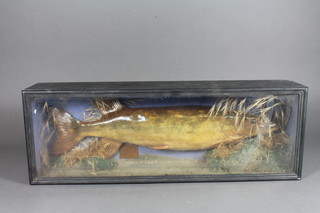 A stuffed and mounted Pike with illegible label, dated 1919, cased, 21"