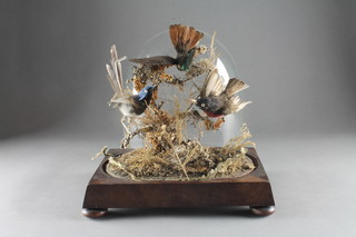 A Victorian arrangement of taxidermy comprising 2 humming  birds and 1 other raised on a mahogany base, complete with  dome, 11"  ILLUSTRATED