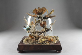 A Victorian arrangement of 3 humming birds contained under a a glass dome 9"  ILLUSTRATED