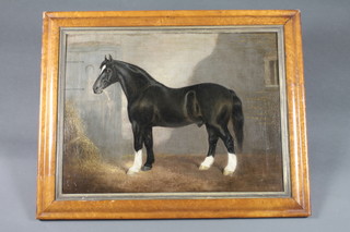 A Victorian oil painting on canvas "Black Stallion in Stable" the reverse marked C F Clifton 1872 18" x 24"   ILLUSTRATED