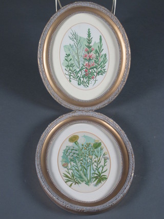A pair of Victorian coloured oval botanical prints 8", contained  in decorative frames